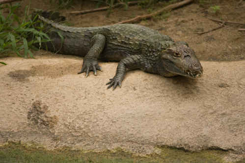 Krokodil