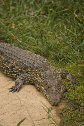 Krokodil