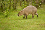 parkenzoo2080719-40.jpg