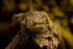 parkenzoo2080719-60.jpg
