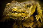 parkenzoo2080719-62.jpg