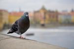 prag-58.jpg