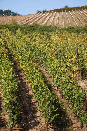 Vinodling i Alsace