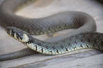 snok080612-4.jpg