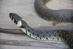 snok080612-5.jpg