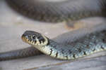snok080612-8.jpg
