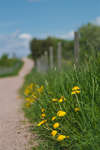 sommar100604-2.jpg