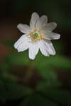 sommar100604-5.jpg