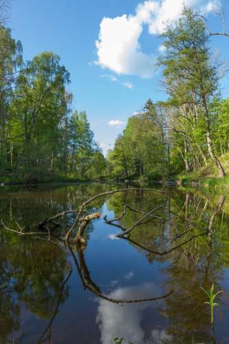 Reflektioner i Svartån