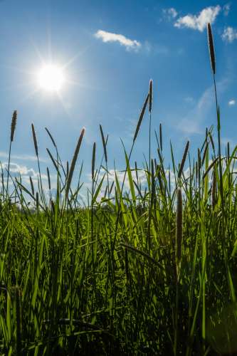 Sommaräng