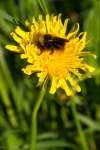 sommar140607-38.jpg