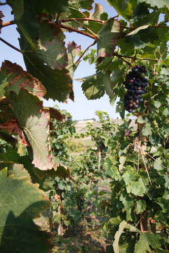 Vinrankor