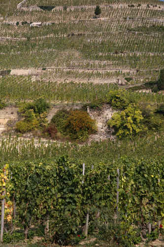 Vinberg i Hermitage