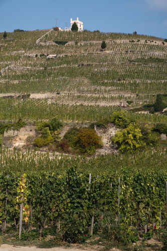 Vinberg i Hermitage