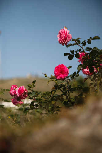 Rosor