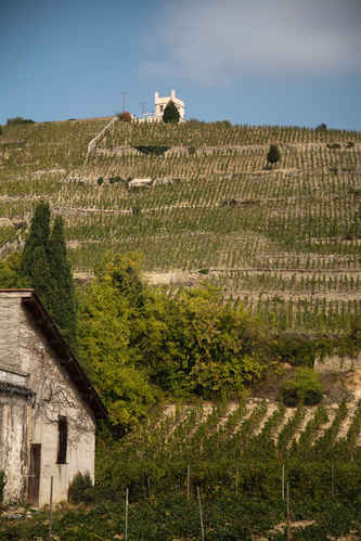 Vinberg i Hermitage