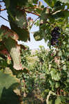 tain-lhermitage091115-03.jpg