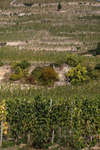 tain-lhermitage091115-09.jpg