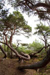 trollskogen-11.jpg