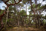 trollskogen-13.jpg