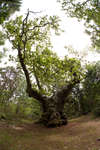 trollskogen-23.jpg