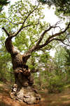 trollskogen-25.jpg