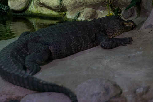 Alligator