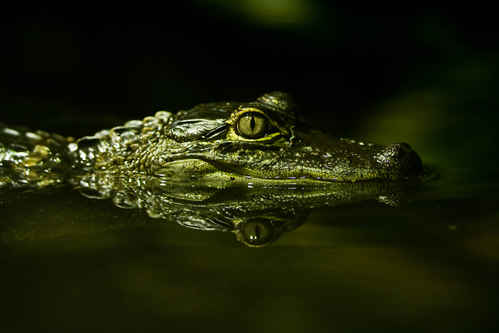 Alligator