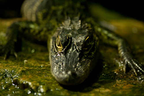 Aligator