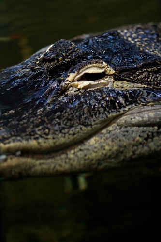 Alligator