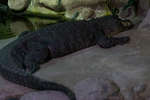 tropic080710-10.jpg