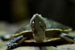 tropic080710-2.jpg
