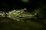 tropic080710-3.jpg