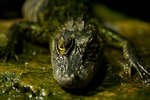 tropic080710-4.jpg