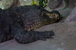 tropic080710-8.jpg