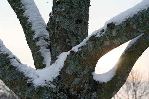 Snö på träd
