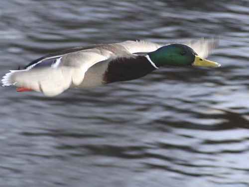 And flyger