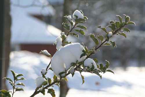 Växt och snö