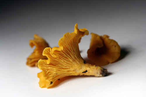 Kantareller