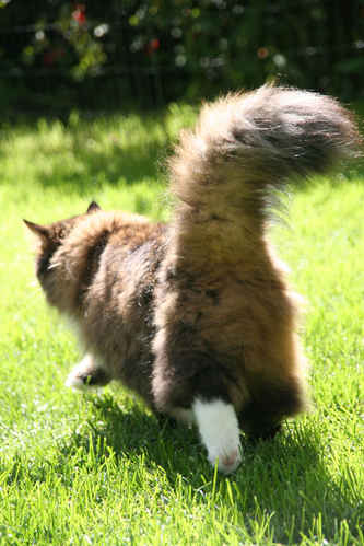 Katt bakifrån