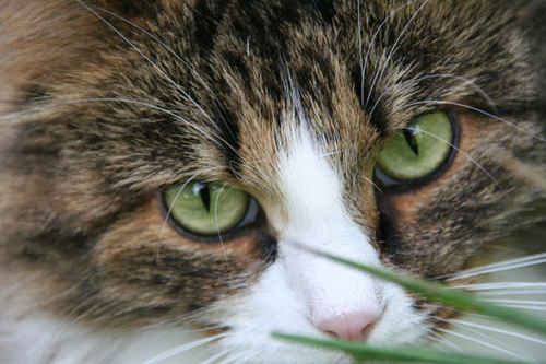Kattögon