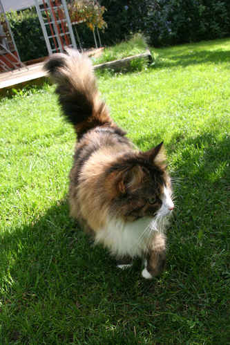 Smygande katt