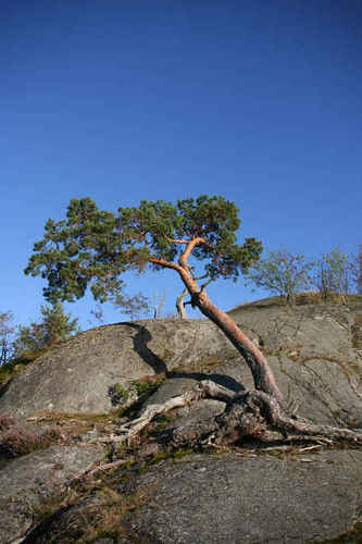 Lutande träd