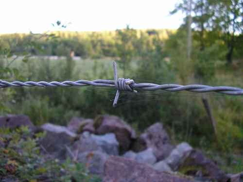 Taggtråd