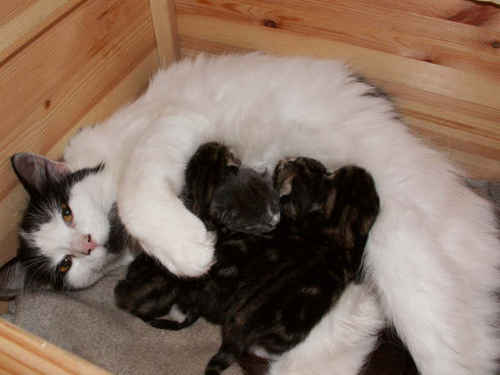 Kattungar