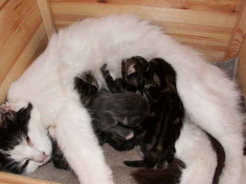 Kattungar