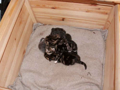 Kattungar