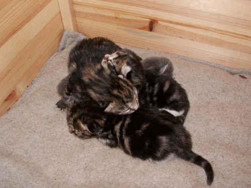 Kattungar