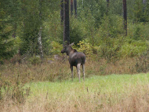 Älg