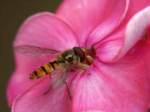 Blomfluga